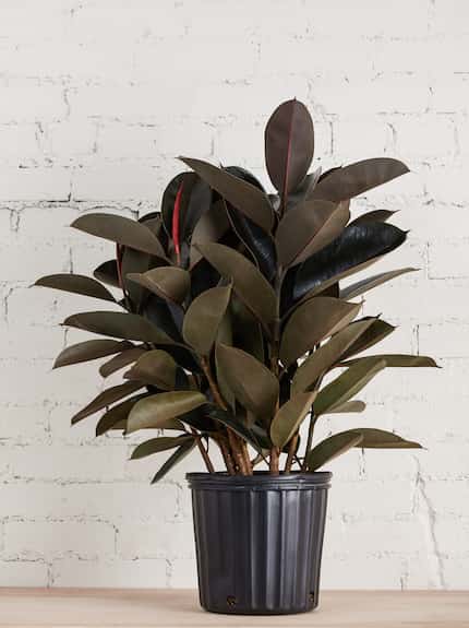 The rubber plant thrives in bright, indirect light.