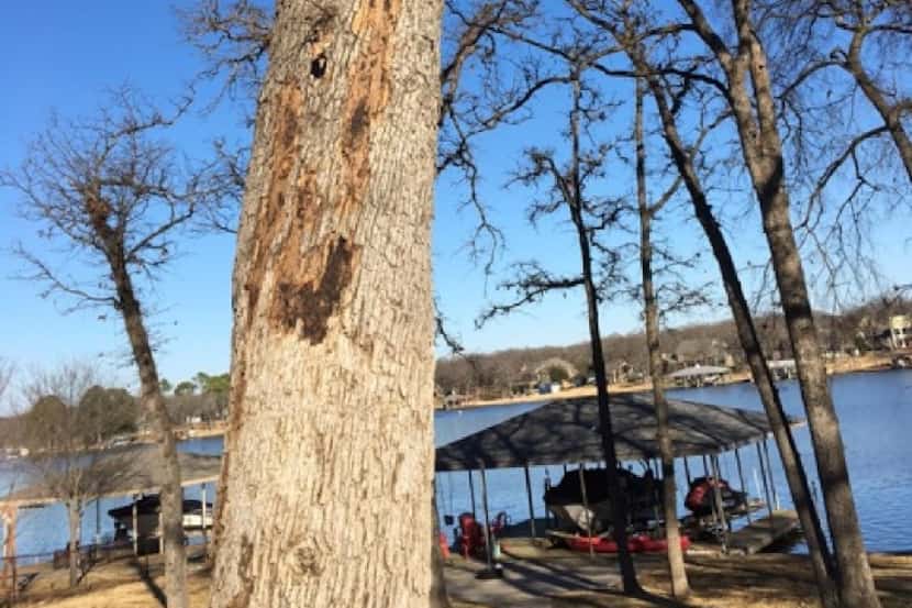 Reader photo of bark coming off of oak tree 
