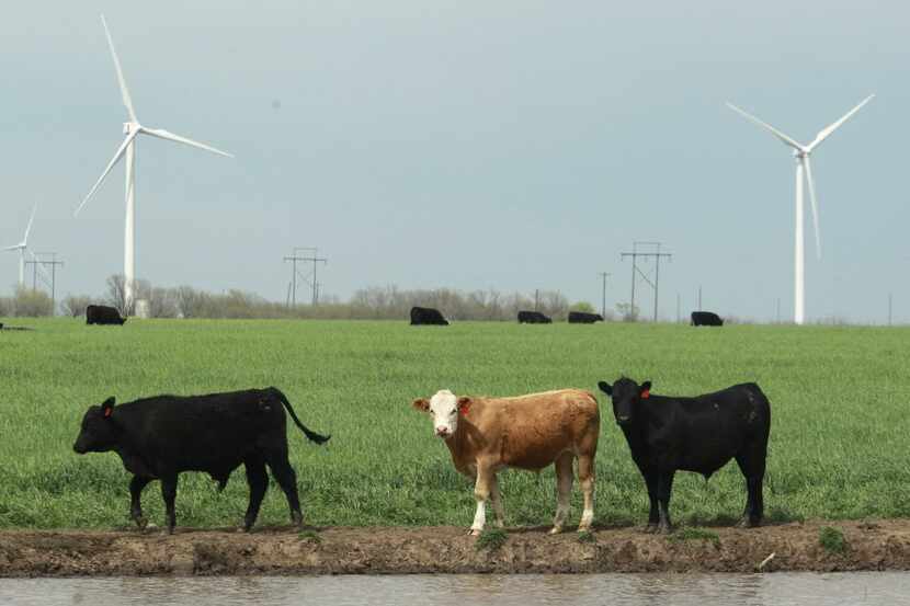 Cattle graze near some of the 90 Clipper Windpower turbines at BP's Trinity Hills Wind Farm...