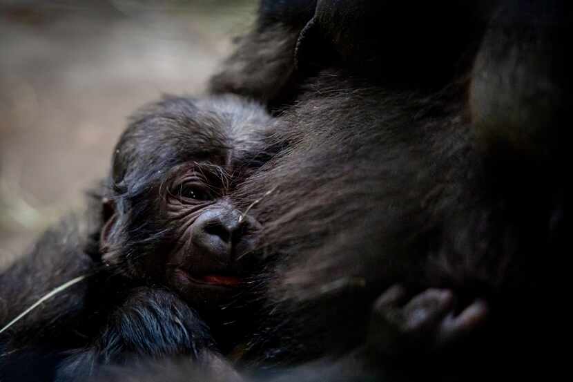 An infant male western lowland gorilla was born at the Fort Worth Zoo on Sunday.