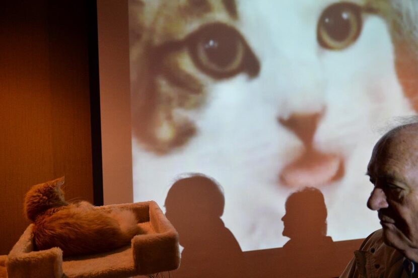 Curtis Richards  looks at a cat while videos play behind him .