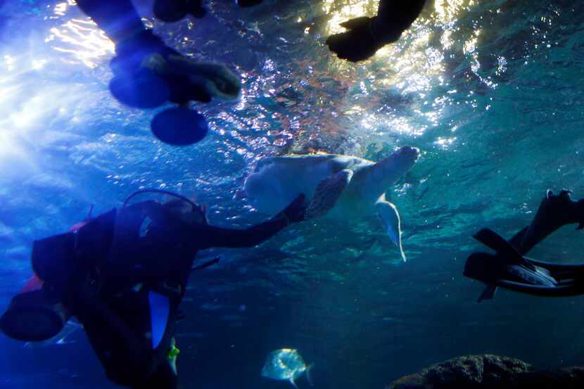 Amanda Reno, Aquarist, rubs the belly of Boomer, a green sea turtle, during a cleaning of...