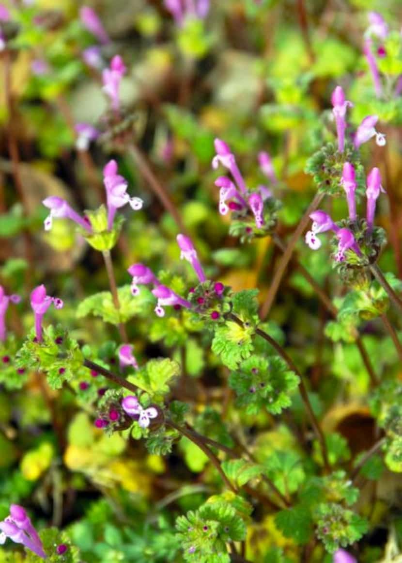 
For broadleafed weeds, like henbit, you can apply a pre-emergent weedkiller to your lawn...