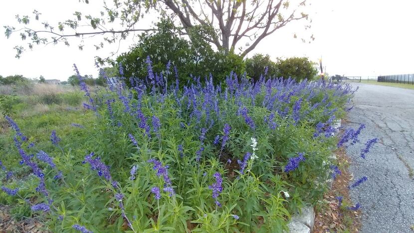 Mealy blue sage (Salvia farinacea)