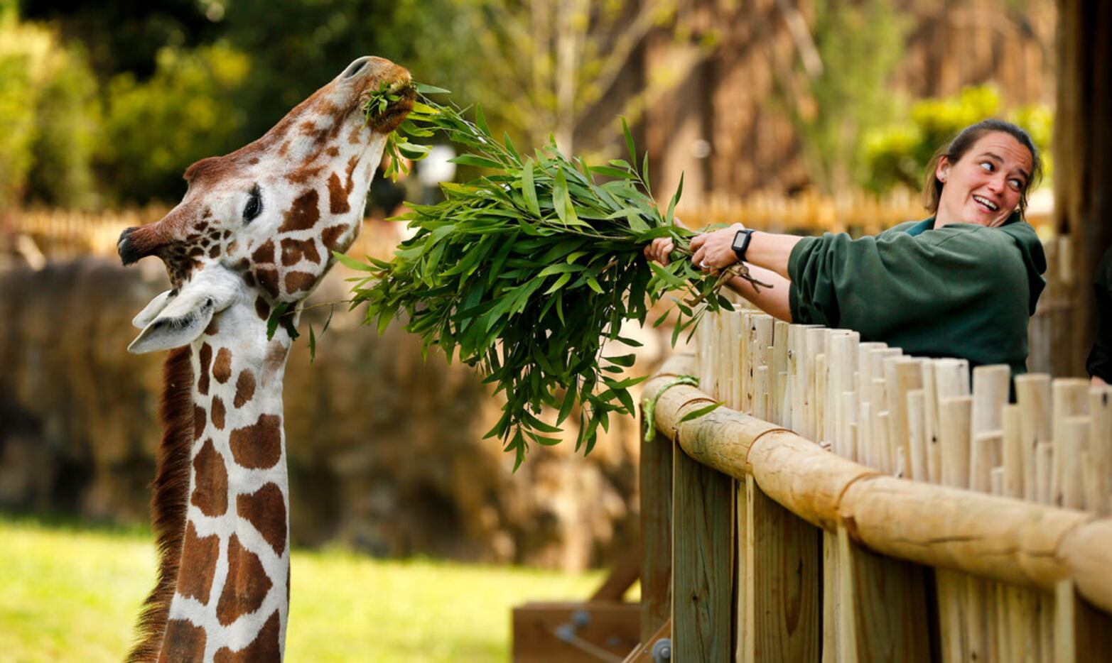 Supervisor Shauna Cannon feeds Malaika a giraffe in the 10-acre African Savanna exhibit at...