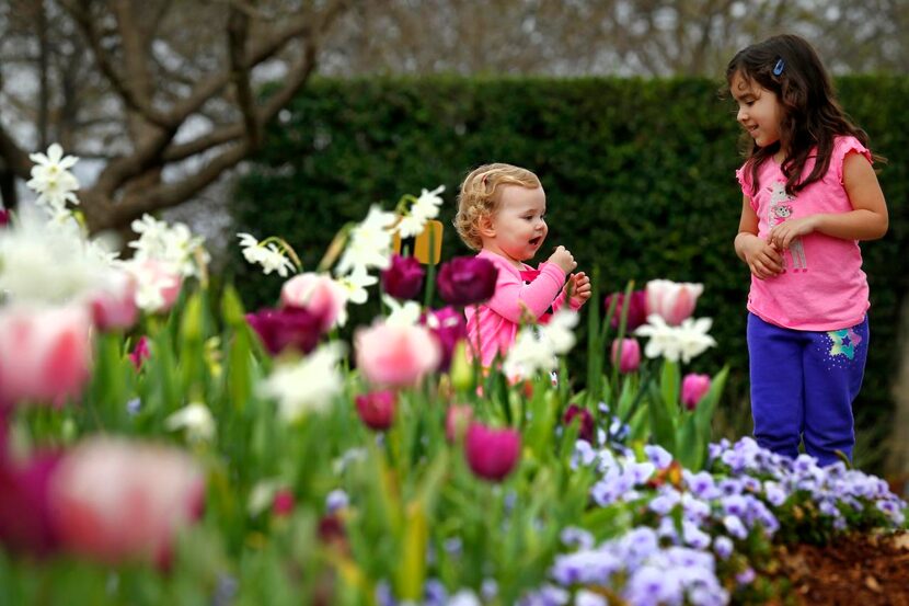 
One-year-old Elli Wignall and Brookelynn Flores, 4, romped among the flowers at the Dallas...