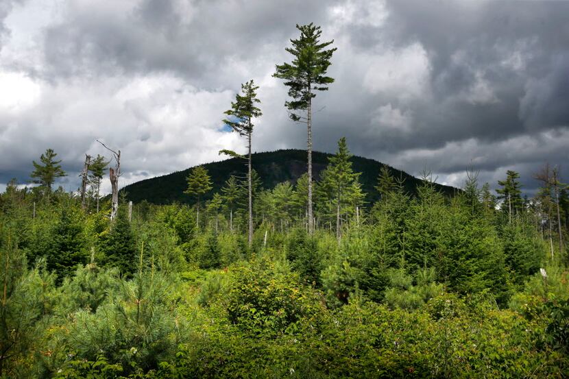 In this Aug. 5, 2015 file photo, a forest grows back beneath a few uncut white pines several...