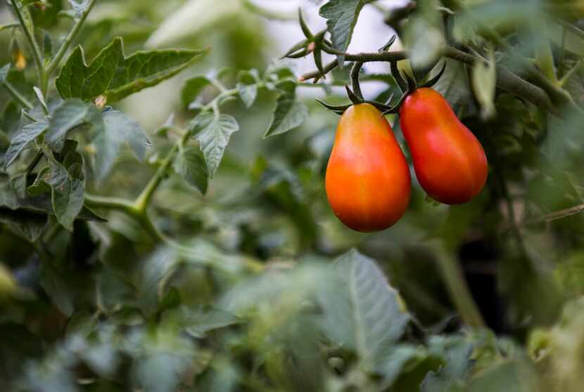Heinz 'Super Roma' tomatoes grow at the new Tasteful Place edible garden at the Dallas...