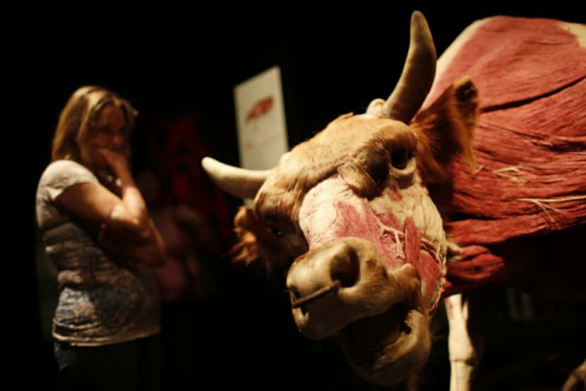 Autumn Laskey looks a bull during opening day of "Animals inside out" at Perot Museum of...