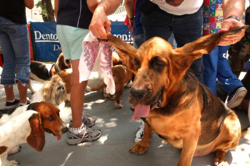 Longest ears is one of the categories in the Dog Days in Denton's annual Heinz 57 Dog Show,...