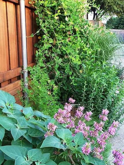 Native plants along a fence