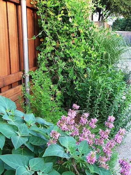 Native plants along a fence