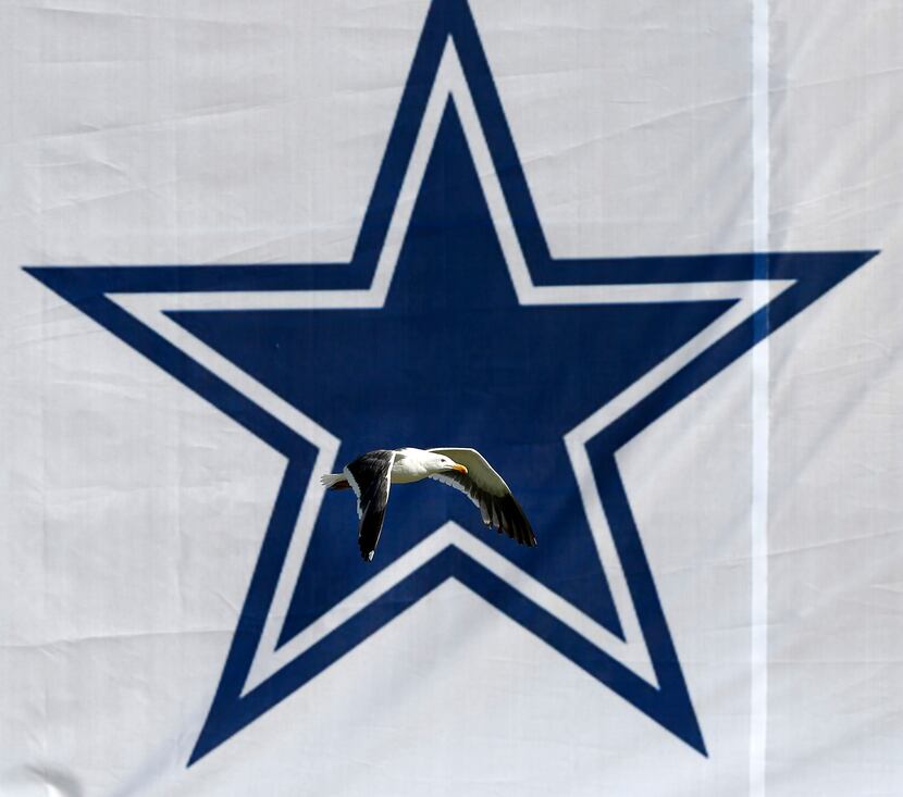 A seagull passes over the playing field during Dallas Cowboys afternoon practice at training...