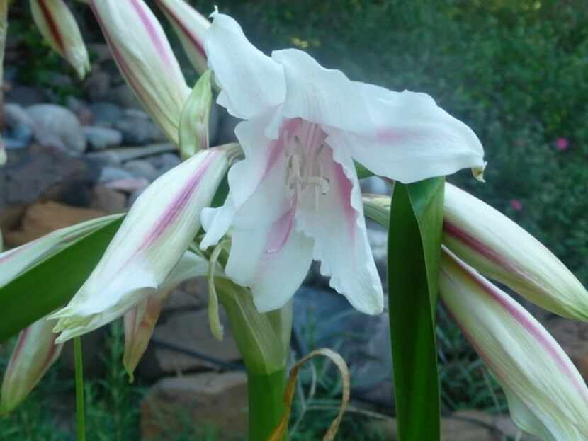 Bright pink crinum lilies changed colors to white with pink stripes and for the last five...