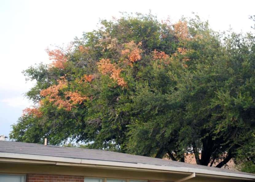 
With shade trees like love oak, squirrels are often nipping off tiny twigs 3 or 4 inches...