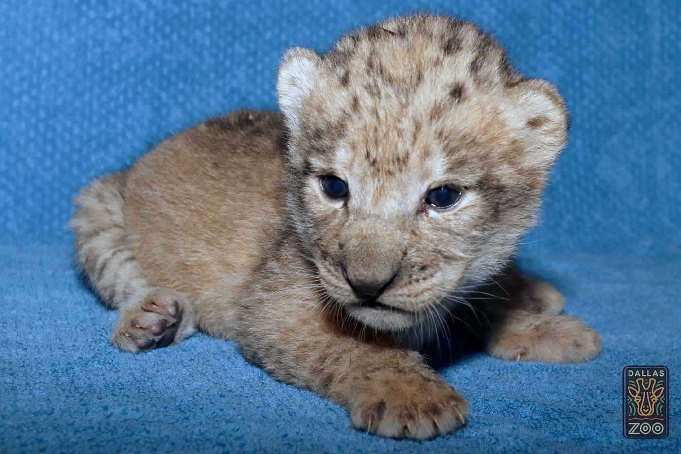Lion cub Bahati Moja was born March 17 at the Dallas Zoo. She weighed at 2.8 pounds at birth.