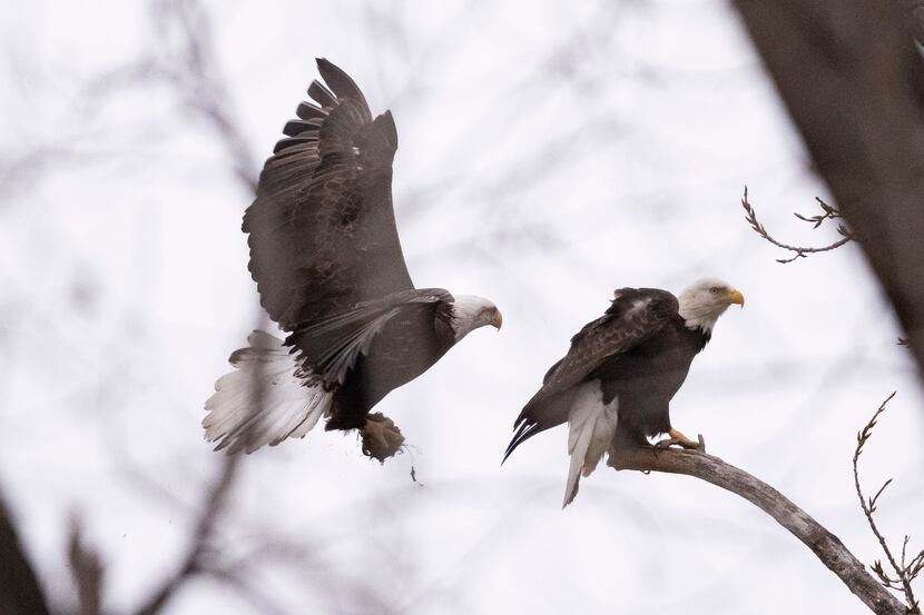 A bald eagle flies to its partner with a clump of dirt at White Rock Lake on Wednesday, Feb....