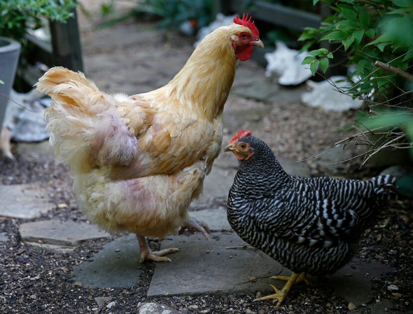 Miss Buff (left) has her tail was dyed lavender with a product called Pick-No-More Cover Up...