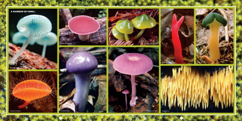 "A rainbow of fungi" from  "The Secret Language of Color," by Joann Eckstut and Arielle...