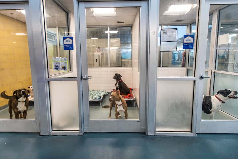 Paired dogs occupy the kennels at the Dallas Animal Services shelter in Dallas on  May 26,...