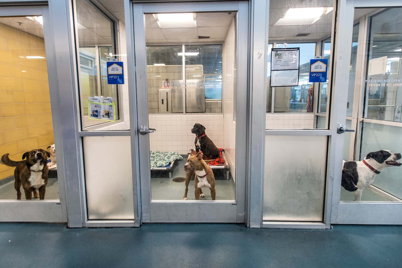 Paired dogs occupy the kennels at the Dallas Animal Services shelter in Dallas on Wednesday,...