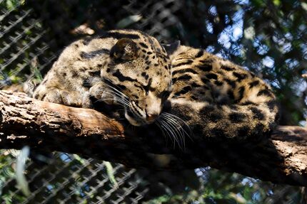 Nova, the clouded leopard who escaped from the Dallas Zoo, rests on a branch on Saturday,...