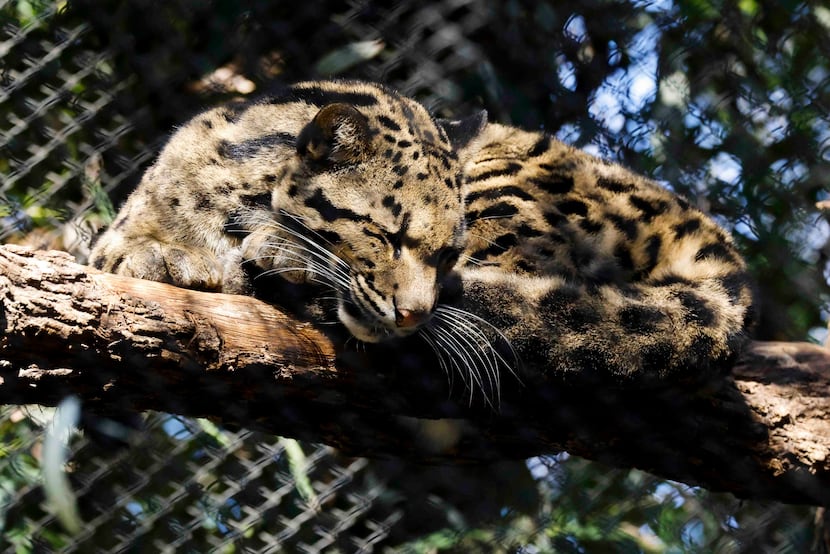 Nova, the clouded leopard who escaped from the Dallas Zoo, rests on a branch on Saturday,...