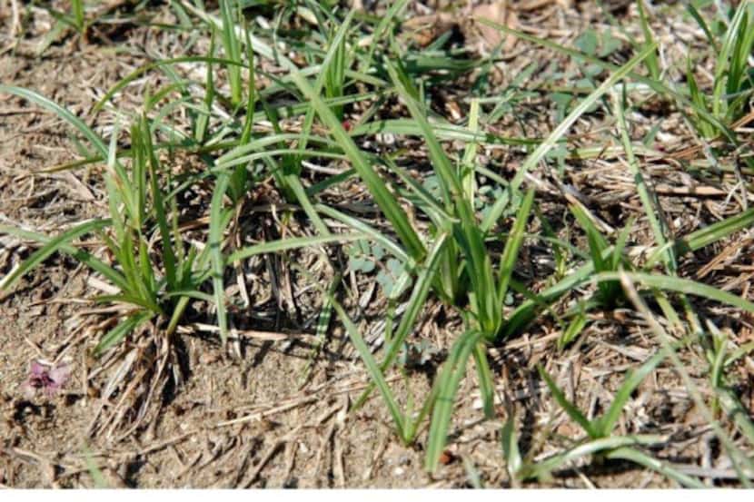 Nut grass, a weed that plagues North Texas lawns and gardens, is one of the most difficult...
