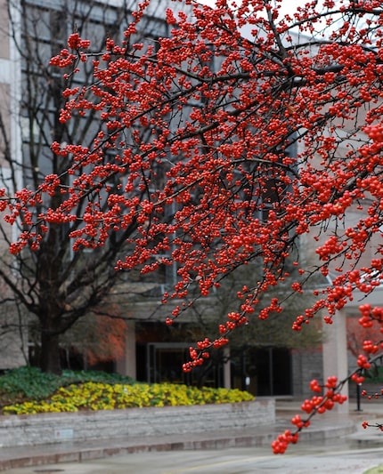 Possumhaw holly grows medium-sized orange or red berries on its female plants only.