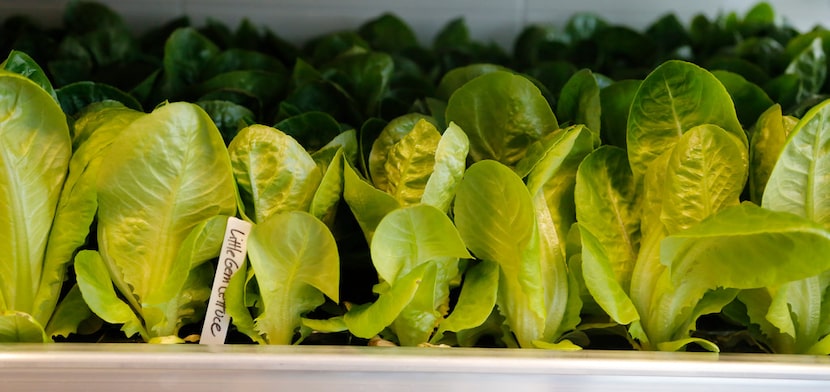 Little Gem lettuce is among the plants in Bullion's hydroponics vertical garden.