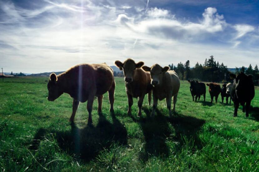 Crowd Cow is an Internet crowdfunding operation for individual cows from independent ranchers. 