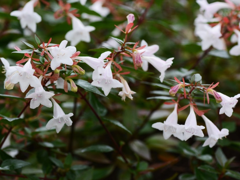 White Abelia flowers on a shrub