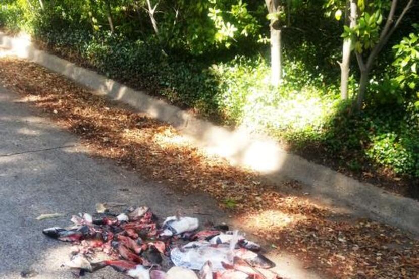 
A pile of dead fish was left Nov. 8 in the Bretton Woods neighborhood of Oak Cliff — only...