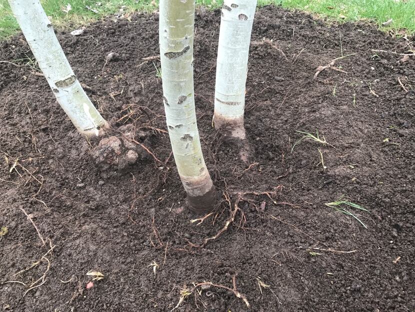Is the root flare exposed enough on these aspen trees?