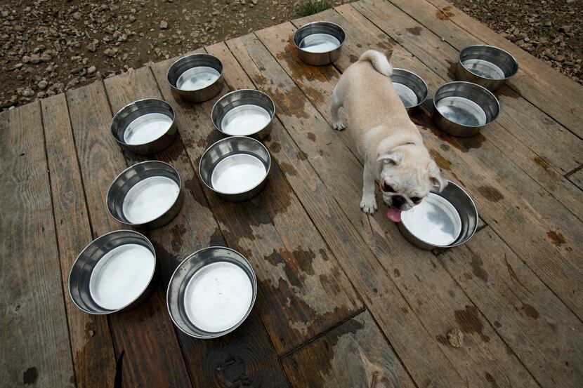 Tyson walks among the many water bowls at Mutt's Canine Cantina, where Lone Star Bulldog...