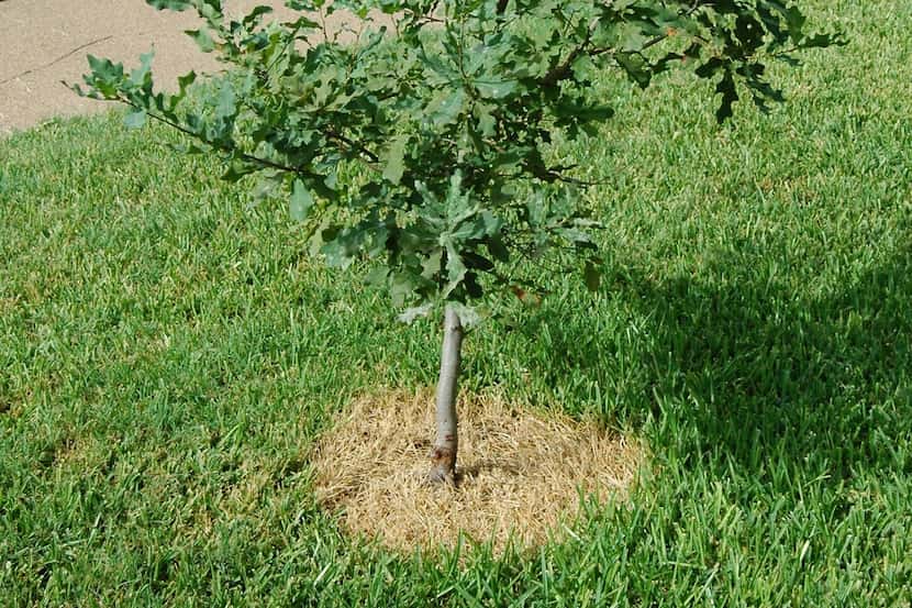 Grand Prairie will pass out free trees Saturday as part of its Earth Day celebration.