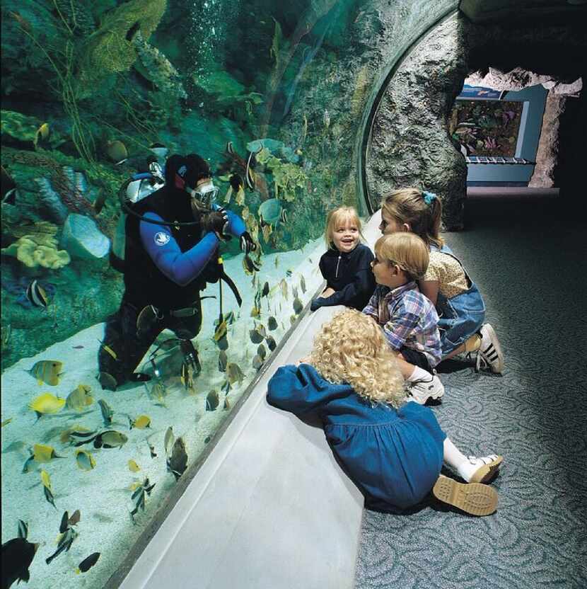Children watch a diver in the Tropical Reef Exhibit at Aquarium of the Pacific. 