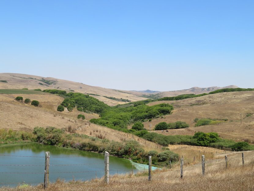 Visitors to West Marin County artisanal cheesemakers will see scenes of golden-hued hills...