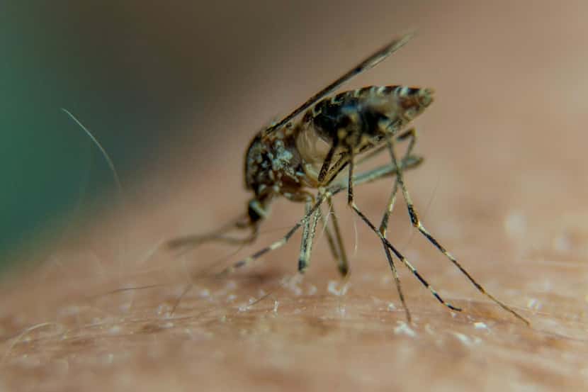 Mosquitos son consideradas criaturas peligrosas por su habilidad para transmitir...