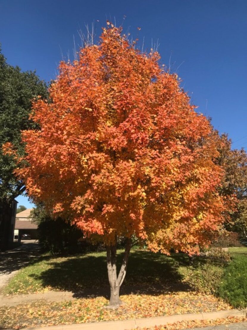 Bigtooth maple, which has nice color in the fall, is one of the cleanest trees, especially...