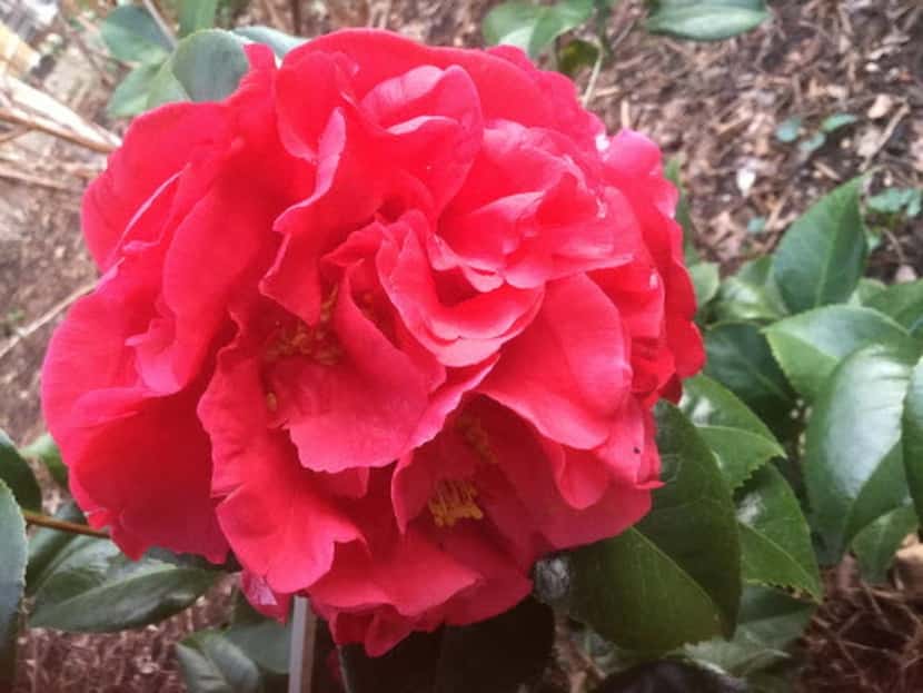 
Camellia japonica ‘Kramer’s Supreme’ is an old favorite in the Dallas garden. Its large,...