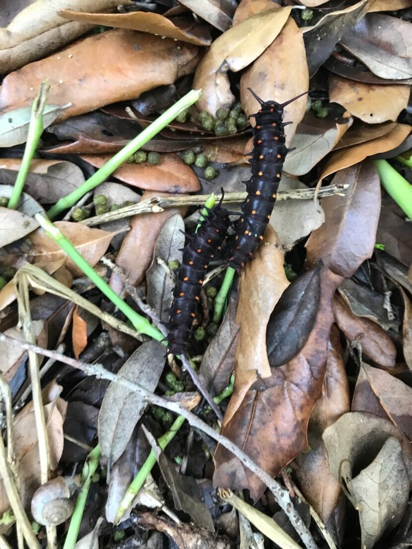 Pipevine larvae finishing their meal of the pipevine plant. And yes, the green balls are...