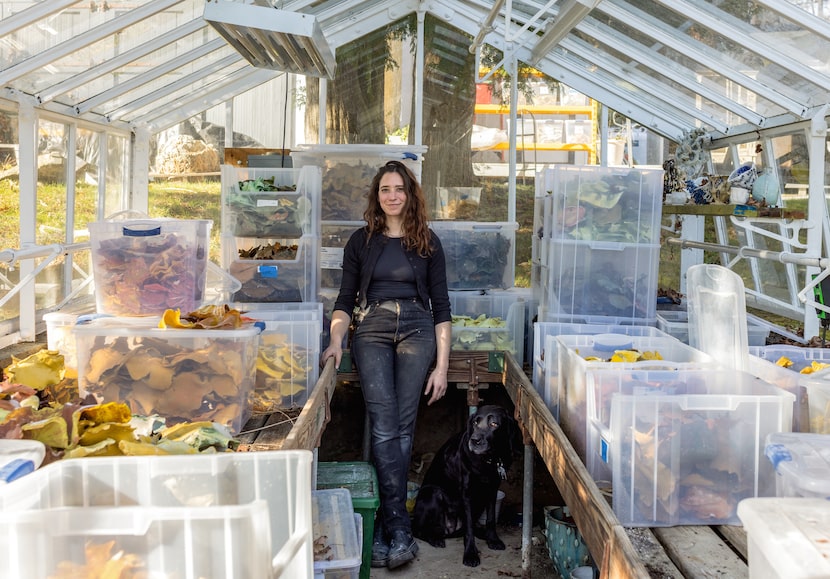 Artist Rebecca Manson installs her artwork at the Modern Art Museum of Fort Worth for her...