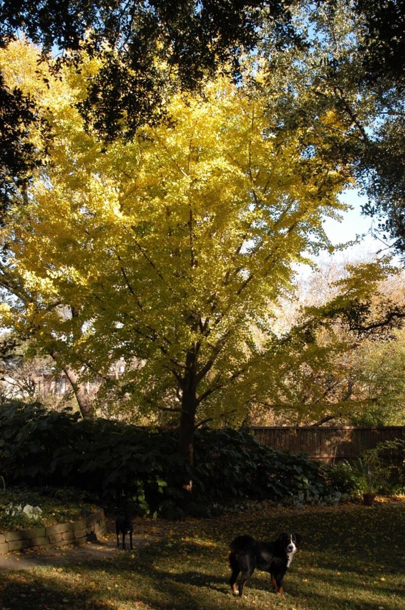 Ginkgo has few problems other than issues with the soil. 