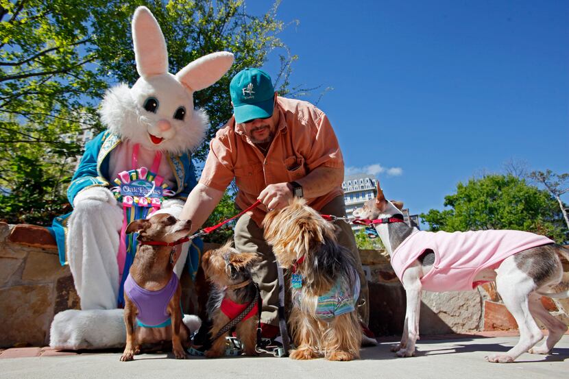 Tom Emanuele, 63, of Dallas, prepares his Chihuahua mix dogs and Silky Terriers for a photo...