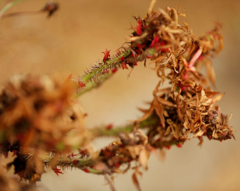 Many of the rose bushes outside of Waxahachie City Hall in Waxahachie, Texas, have the virus...