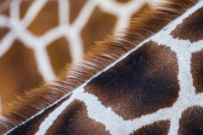 Close-ups of giraffes Tebogo, foreground, and Feral's neck and mane in the giraffe habitat...