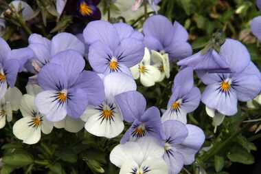 All pansies, Johnny jump-ups and violas (pictured) love cold weather and are edible.