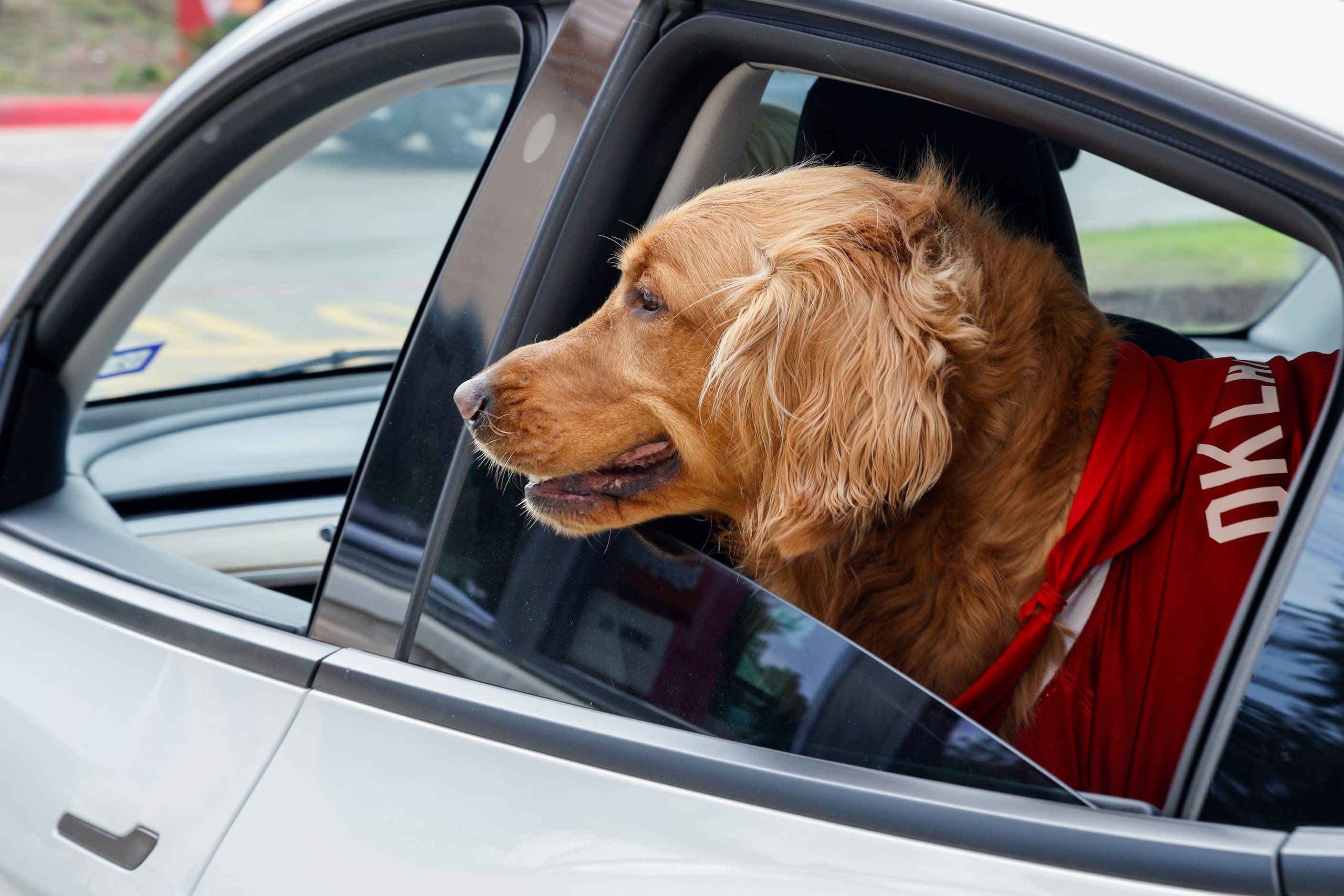 A golden retriever named Baker Mayfield rides away after meeting former Oklahoma quarterback...