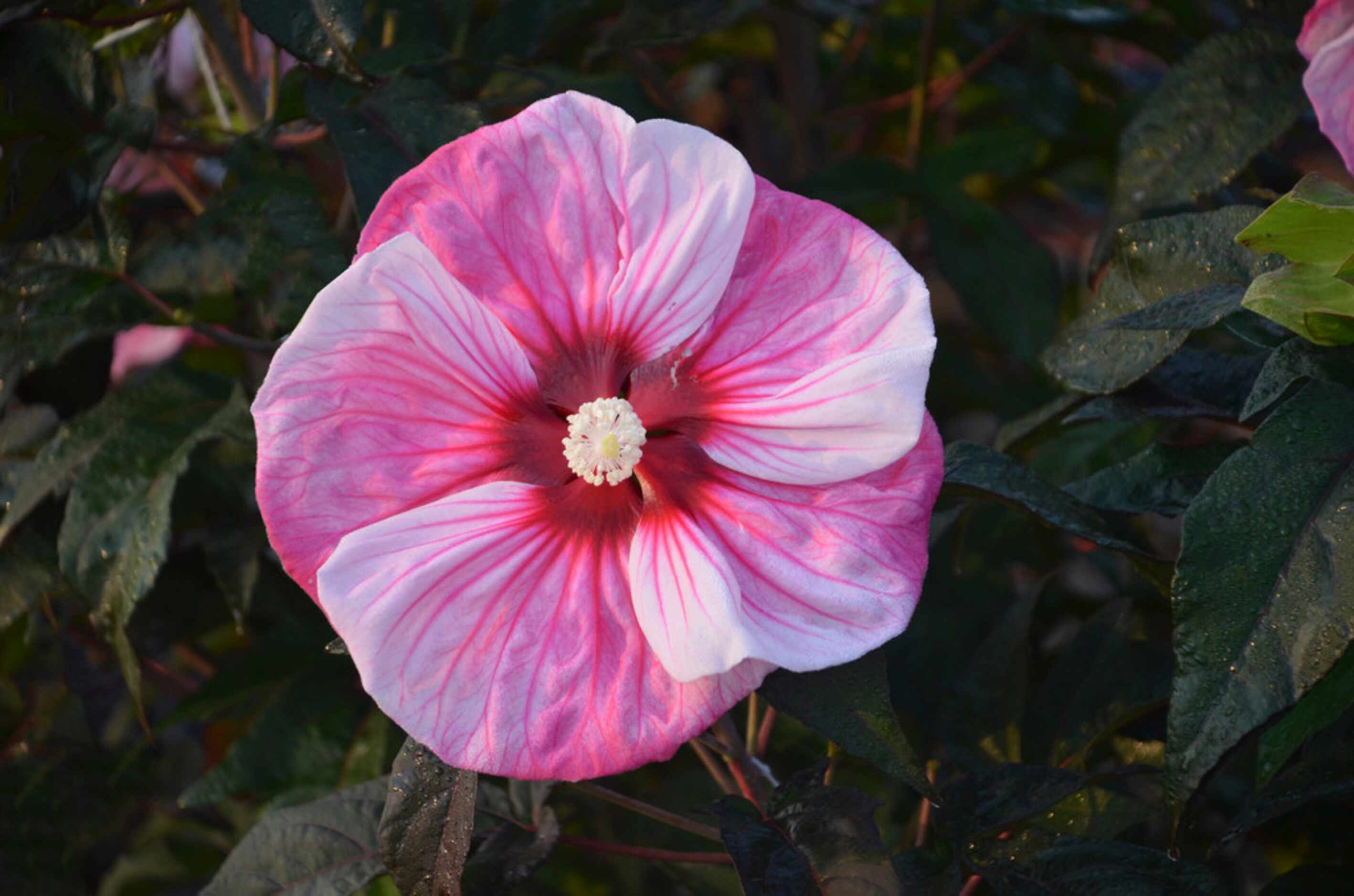 This blooming tropical shrub will bring glory to your Texas summer garden